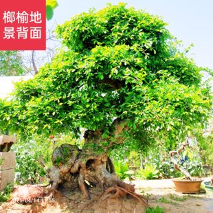老桩小叶榔榆造型树盆景地景阳台绿植盆栽榆钱树疙瘩庭院大型盆景