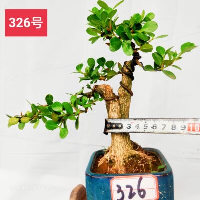 小型文人树瓜子黄杨盆景老桩直杆曲杆双杆四季不落叶阳台庭院桌面