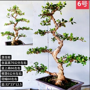 精品盆景瓜子黄杨老桩卧杆临水式 斜杆大飘桩阳台庭院 游龙桩丛林式