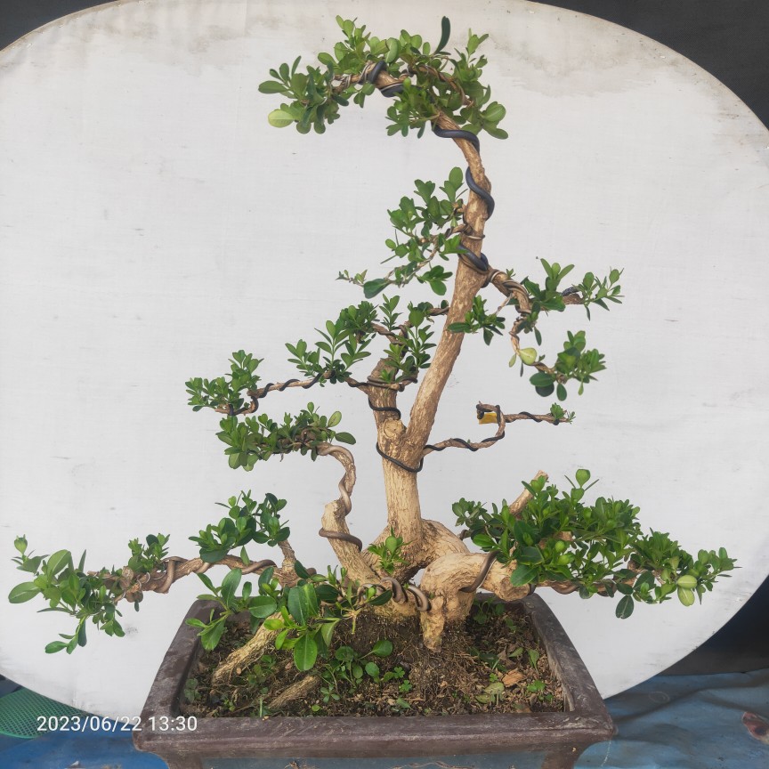 精品盆景瓜子黄杨老桩过桥式丛林型江苏小叶白皮四季常青阳台庭院