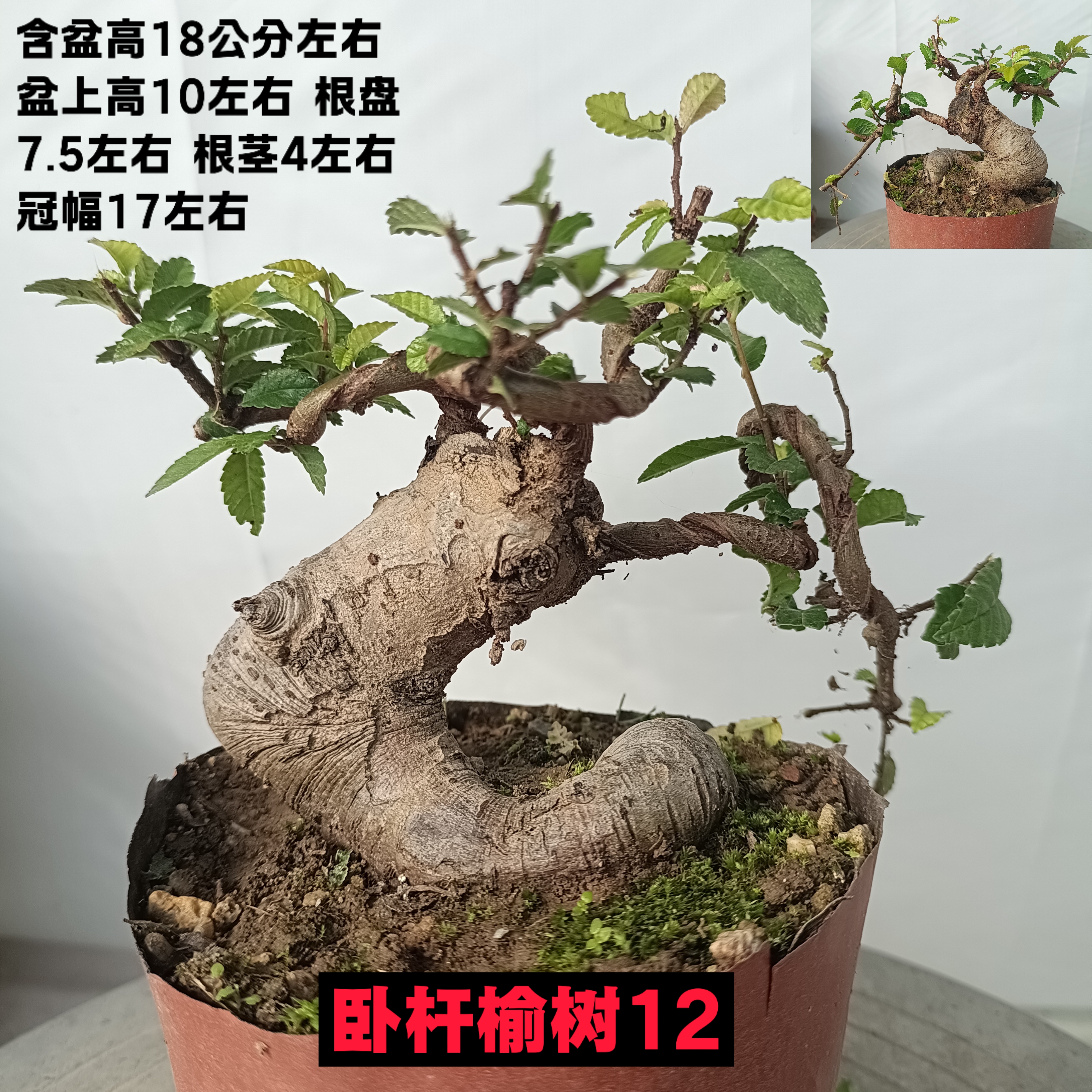 小型榆树盆景小叶榔榆老桩绿植盆栽榆钱树疙瘩童子功曲杆办公桌