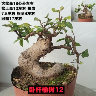 小型榆树盆景小叶榔榆老桩绿植盆栽榆钱树疙瘩童子功曲杆办公桌