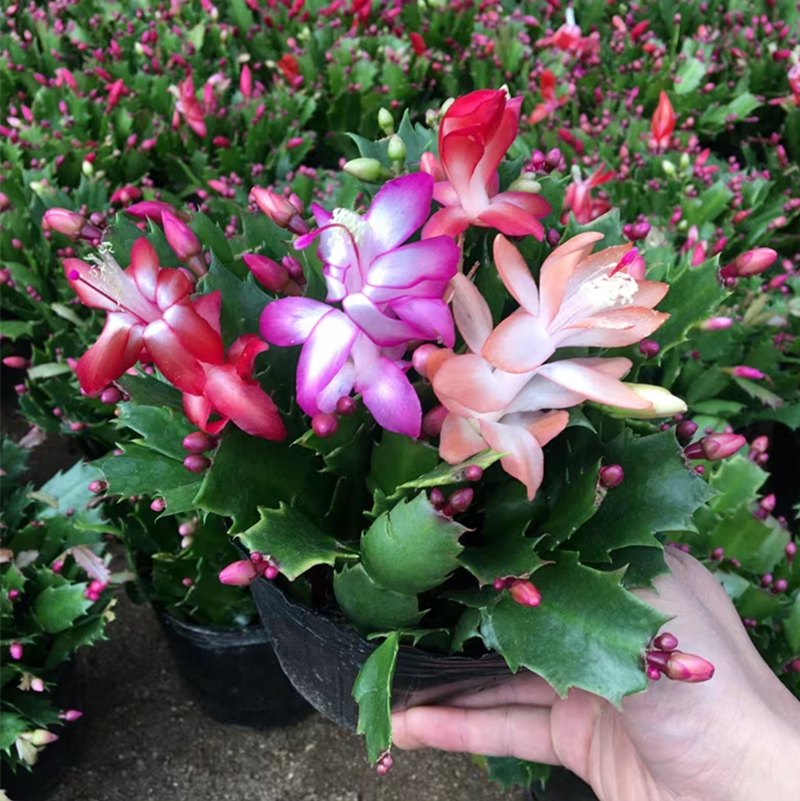 嫁接蟹爪兰花四季开花蟹爪兰盆栽花苗蟹爪莲蟹脚兰绿萝花盆栽花卉