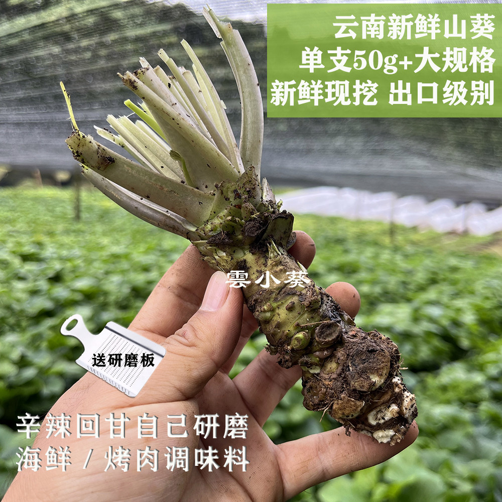 新鲜山葵根 大规格单支50g以上 出口级别 云南产地直发送工具现挖