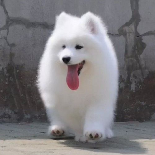 纯种萨摩耶犬活体萨摩耶犬活体幼犬萨摩耶犬 德国牧羊