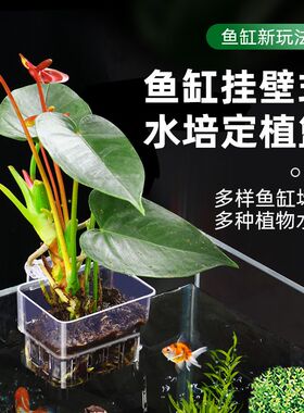 鱼缸水族箱上养花顶部种花定植篮种植盆筐盒绿萝铜钱草白薯红薯花