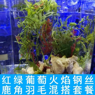 红绿葡萄藻大羽毛石莼海缸藻缸鱼缸造景水草海草海藻钢丝火焰鹿角