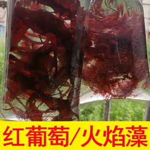 绿红葡萄藻火焰藻水草海缸造景海藻海草大羽毛藻鹿角钢丝海水鱼缸