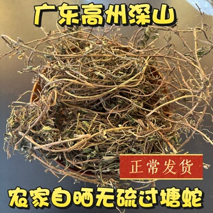 干品过塘蛇 新晒中草药过塘蛇 过江龙 广东新鲜过江藤 鱼鳔草包邮