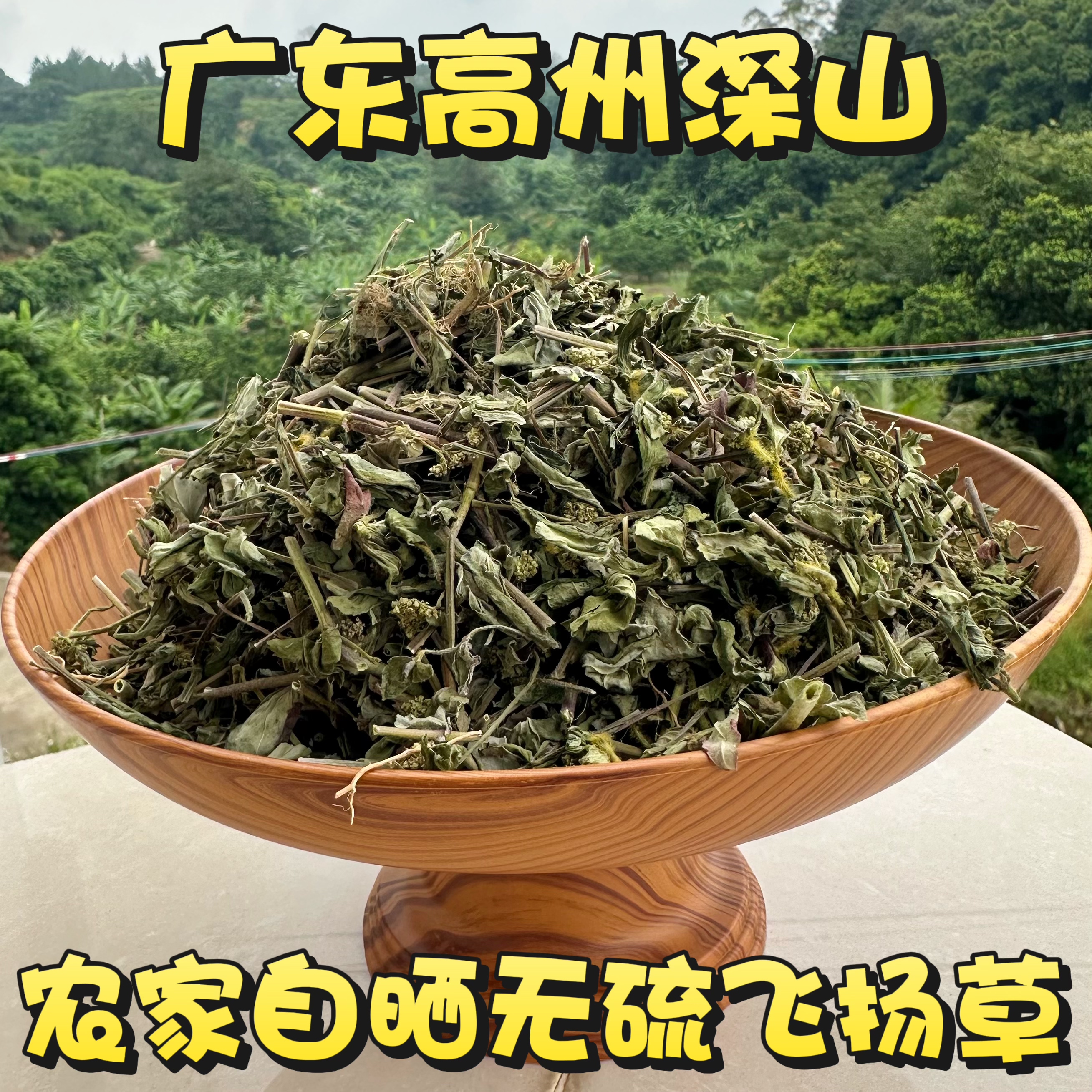 大飞扬草广东野外新货干品500克 新晒大乳汁草节节花 飞扬草包邮