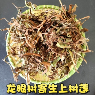 龙眼树寄生上树莲新鲜广东深山抱树莲桂圆树寄生茶上木蛇树苇包邮