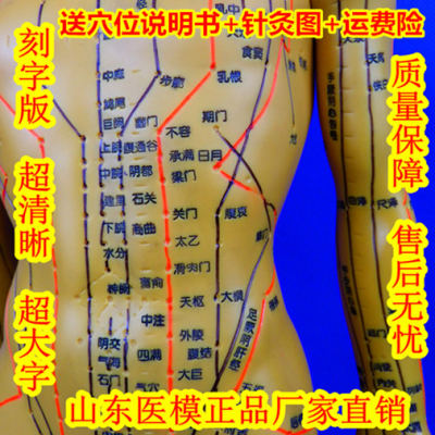 铜人中医经络穴位模型