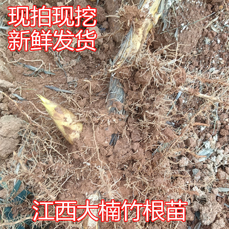 江西大型楠竹苗毛竹根楠竹子苗冬桌面绿植