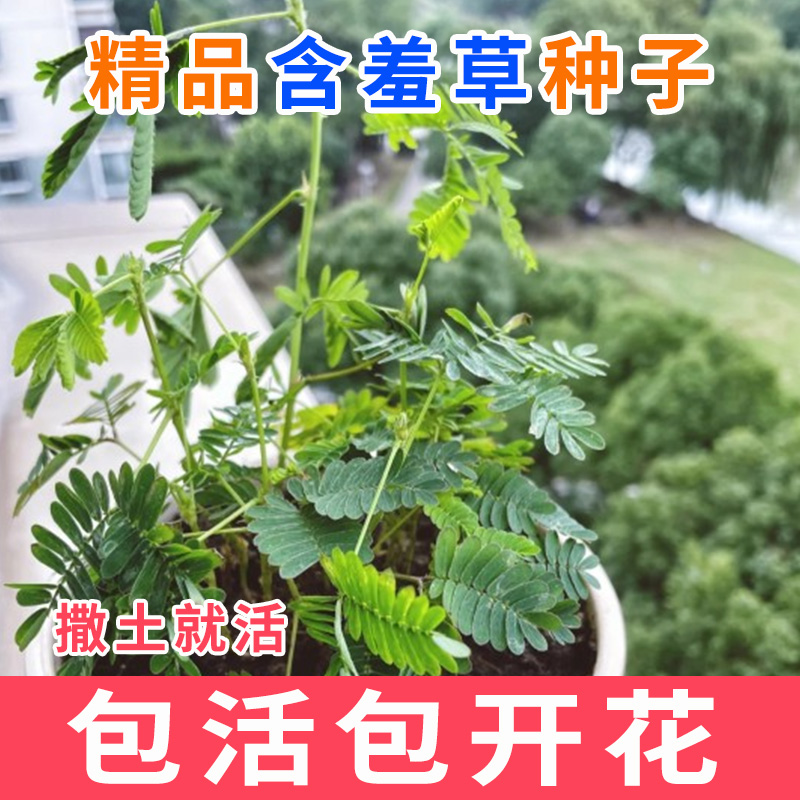 害羞草种子含羞草盆栽植物套餐阳台绿植花卉种子薄荷种籽四季易种