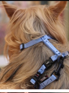 清货域揽ZOOLAND 纯色缎面牵引套装 宠物犬猫脖圈胸背狗链牵引