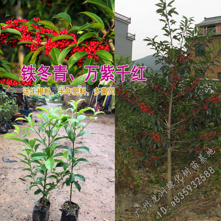 万紫千红铁冬青树苗四季常绿庭院景区行道绿化白银香苗山熊胆