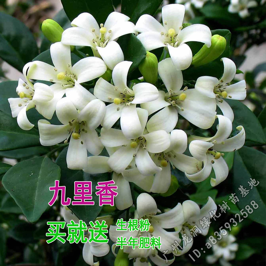 九里香小苗香花植物九里香树苗盆栽地栽四季常绿驱蚊绿植花卉