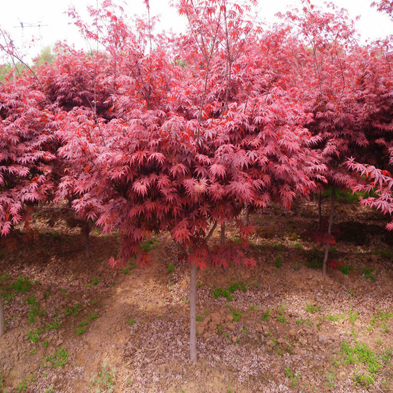 红枫树苗日本红枫中国四季红枫庭院绿化苗木红舞姬盆栽地栽风景树
