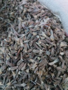 白术种子纯新河北二年改良白术籽白术子纯新种子中药材种子白术