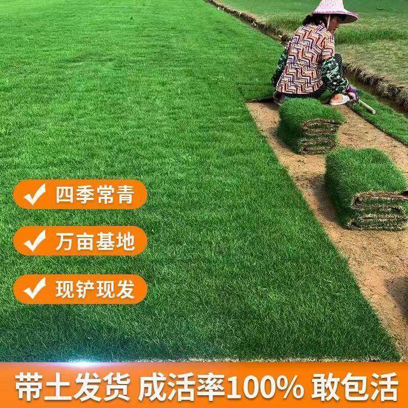 真草皮真草坪带泥土地毯草台湾草别墅庭院工程绿化矮生马尼拉草坪