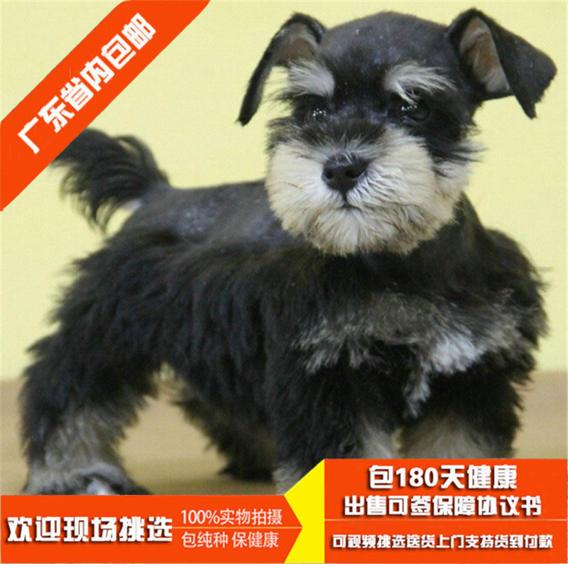 繁殖精品雪纳瑞幼犬活体 白胡子老头狗纯种迷你体型包健康纯种