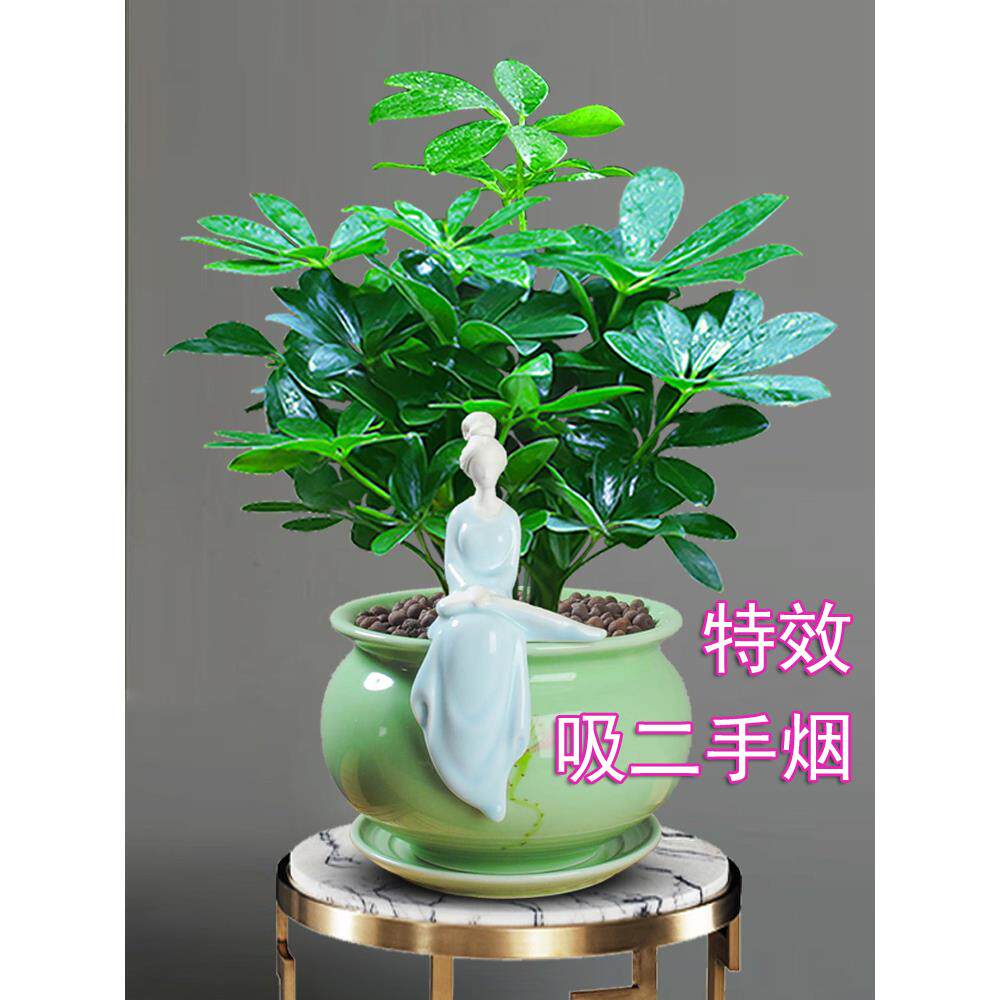 办公室绿植吸烟植物网吧台球厅除绿植