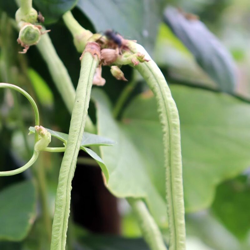 湖南衡阳本地农家长豆角新鲜蔬菜现摘现发自家种植青菜