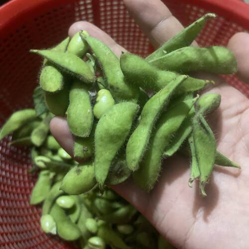 湖南本地新鲜毛豆