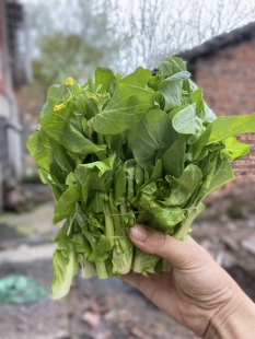 湖南农家自种菜苔菜心白白菜苔蔬菜新鲜菜台