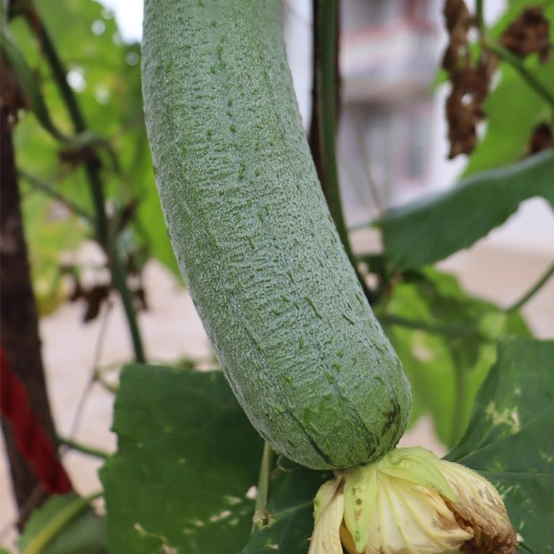 湖南衡阳本地农家自种丝瓜露天蔬菜绿色食品新鲜菜炒菜煮鱼打汤