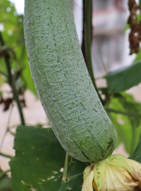 湖南衡阳本地农家自种丝瓜露天蔬菜绿色食品新鲜菜炒菜煮鱼打汤