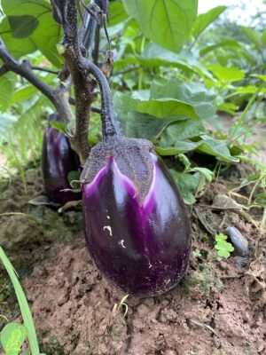 湖南衡阳本地农家圆茄子