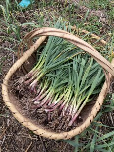 湖南农家新鲜大蒜苗土蒜红皮蒜青皮蒜大蒜叶农家蔬菜现挖现发3斤