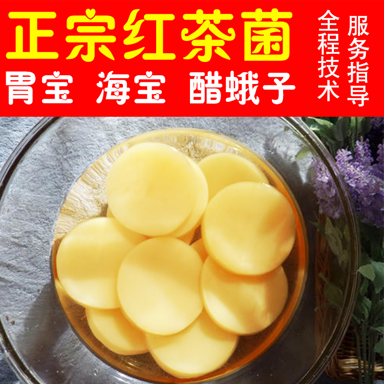 红茶菌母菌种 正宗胃宝养胃传统配方 海宝醋蛾子家用酵素配说明书