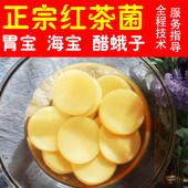 红茶菌母菌种 海宝醋蛾子家用酵素配说明书 正宗胃宝养胃传统配方