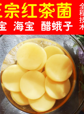 红茶菌母菌种 正宗胃宝养胃传统配方 海宝醋蛾子家用酵素配说明书