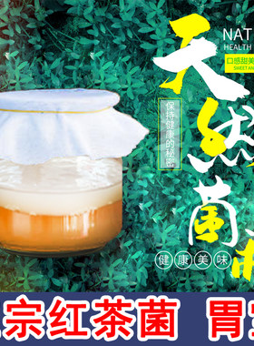 红茶菌胃宝正宗家用传统蛾子醋酸