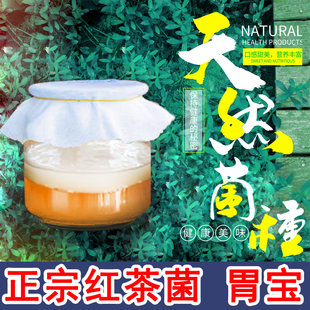 海宝 胃宝 正宗家用传统老胃宝醋蛾子醋酸菌发酵母液 菌种 红茶菌