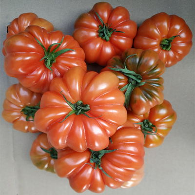 非转基因老品种传家宝马蹄大番茄