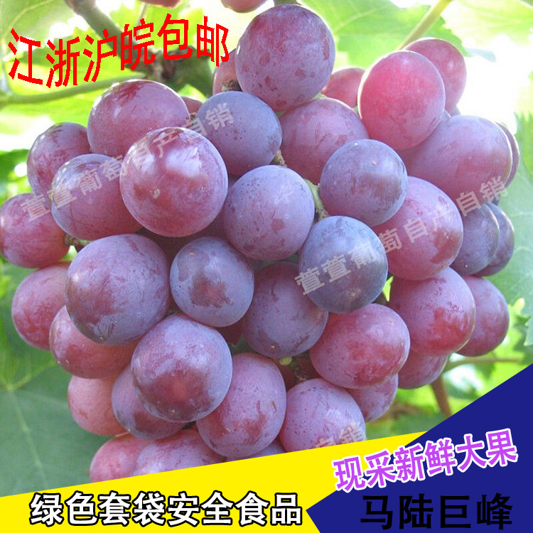 醉金香巨峰夏黑斤装上海马陆葡萄