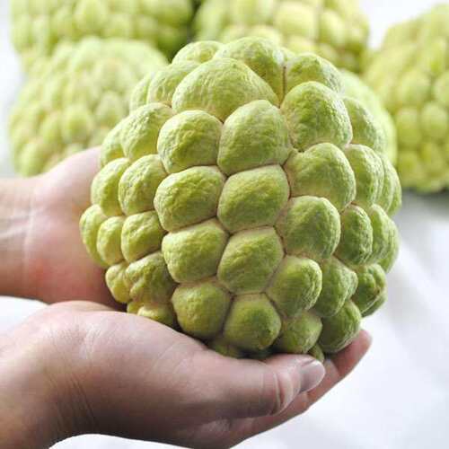正宗台湾进口凤梨释迦特级精选