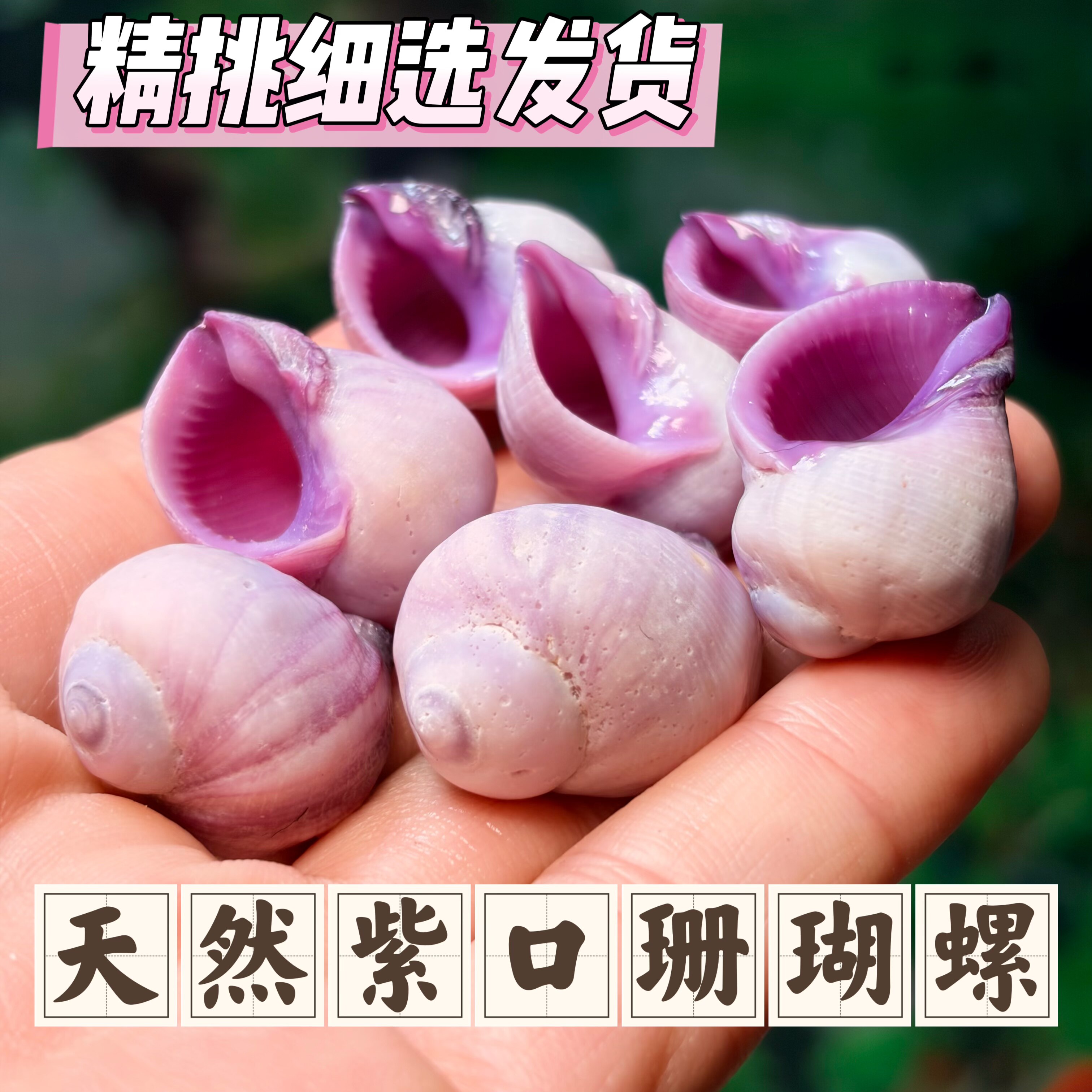 天然紫口珊瑚螺豆丁寄居蟹替换壳图片