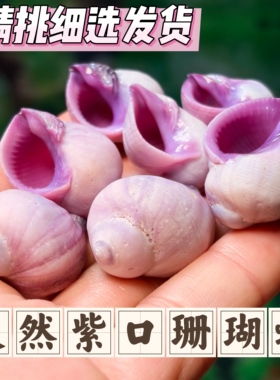 天然紫口珊瑚螺豆丁寄居蟹替换壳