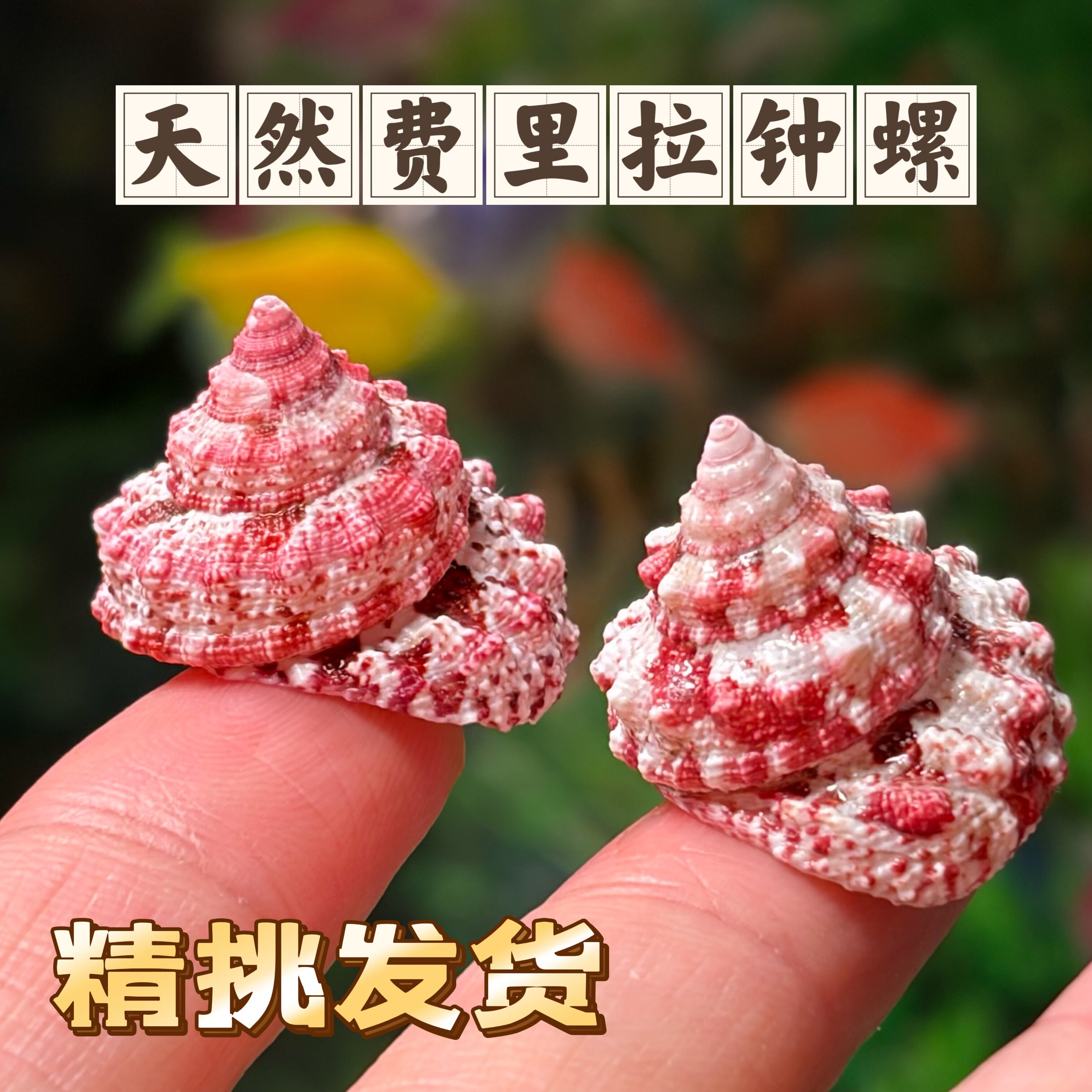 纯天然费里拉钟螺稀有收藏标本鱼缸装饰水族造景寄居蟹替换壳图片