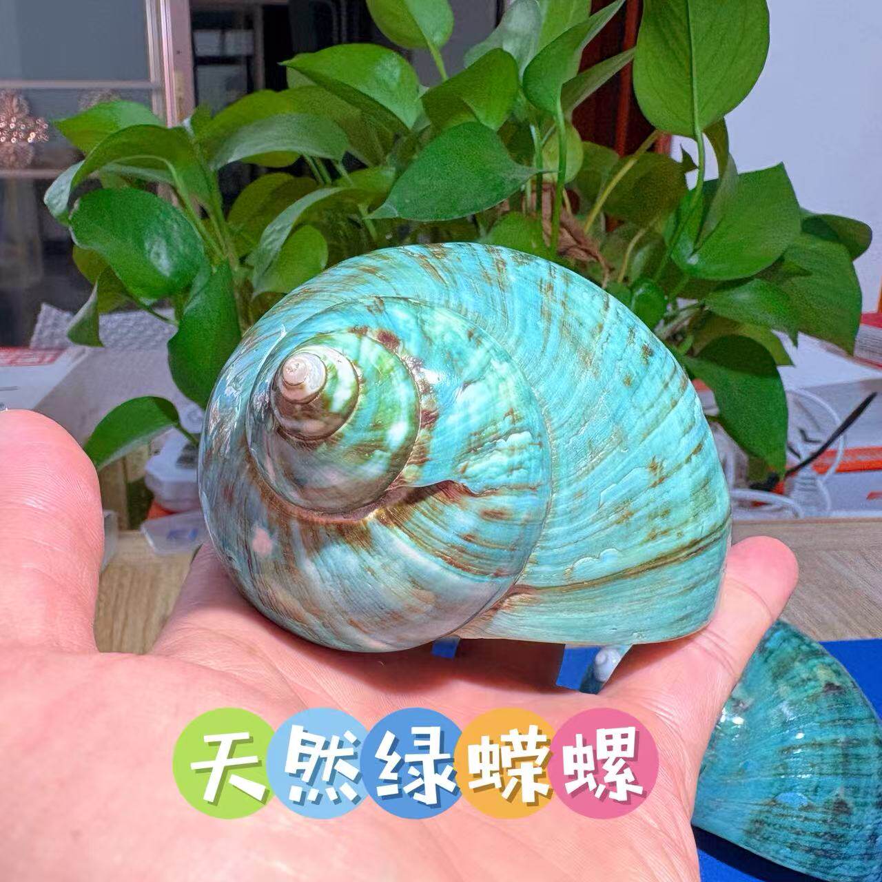 天然海螺绿蝾螺螺杯寄居蟹壳大口径水族鱼缸造景家居摆件收藏