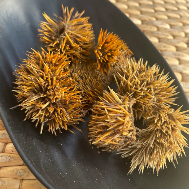 刺猬皮中药材正品干货整张炒刺猬皮炙刺猬皮切块仙人衣500克包邮