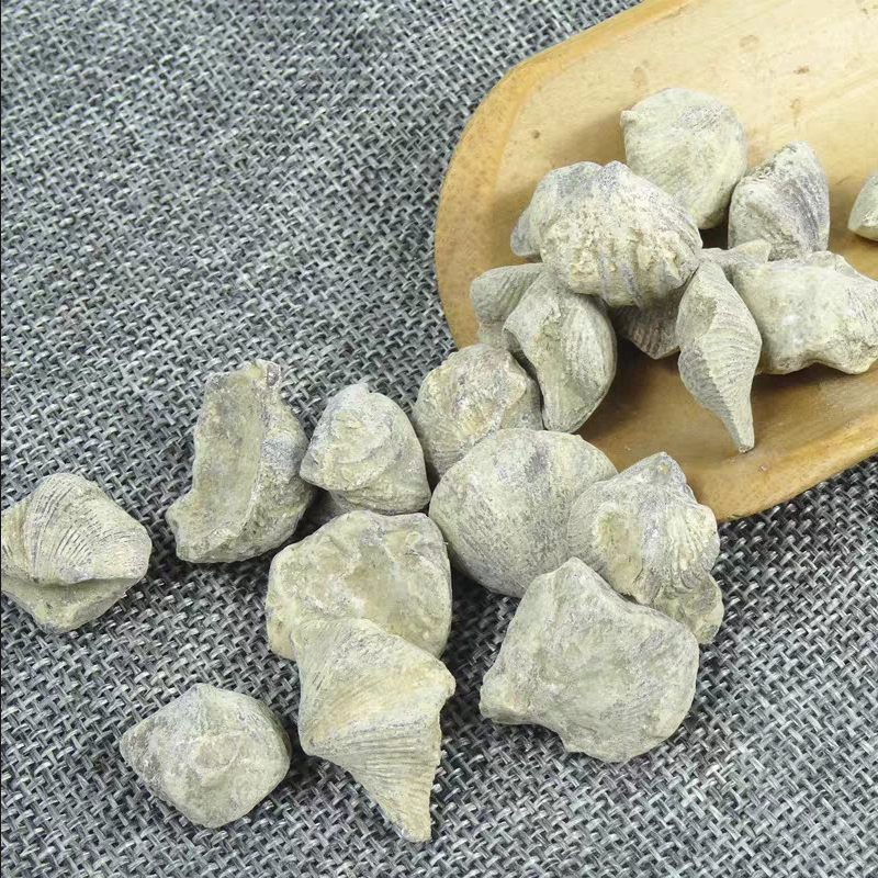 石燕中草药材500克 燕石子 水飞石燕 石燕子中药材 无硫