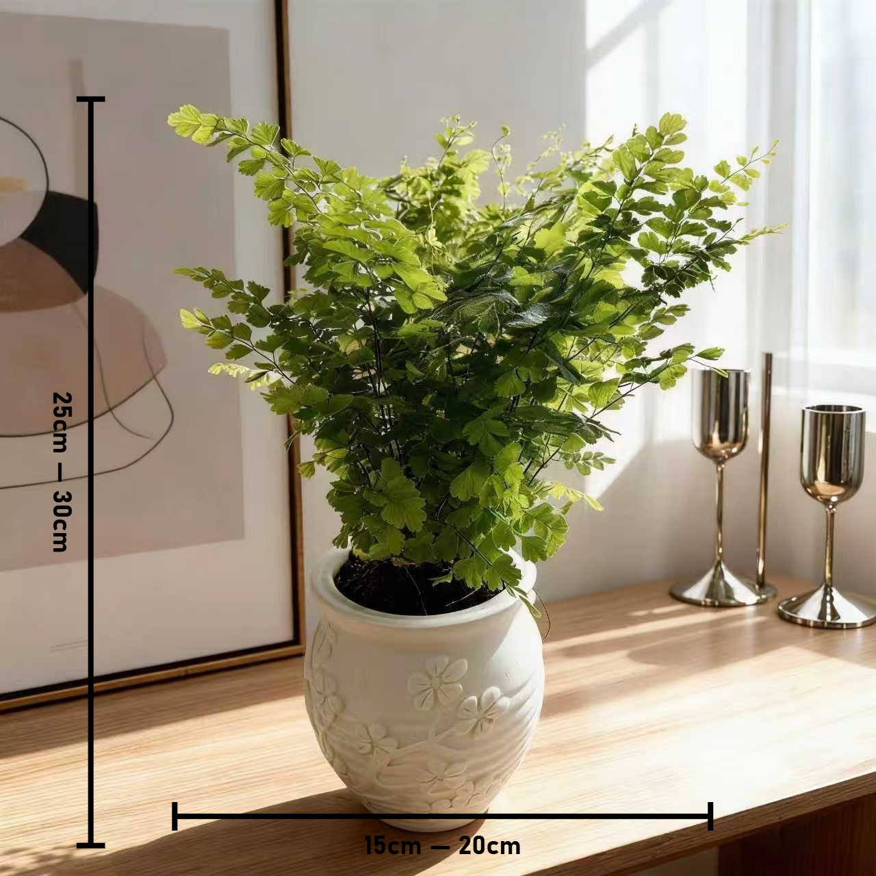 【铁线蕨】精致绿植盆栽室内净化空气办公室植物耐阴好养