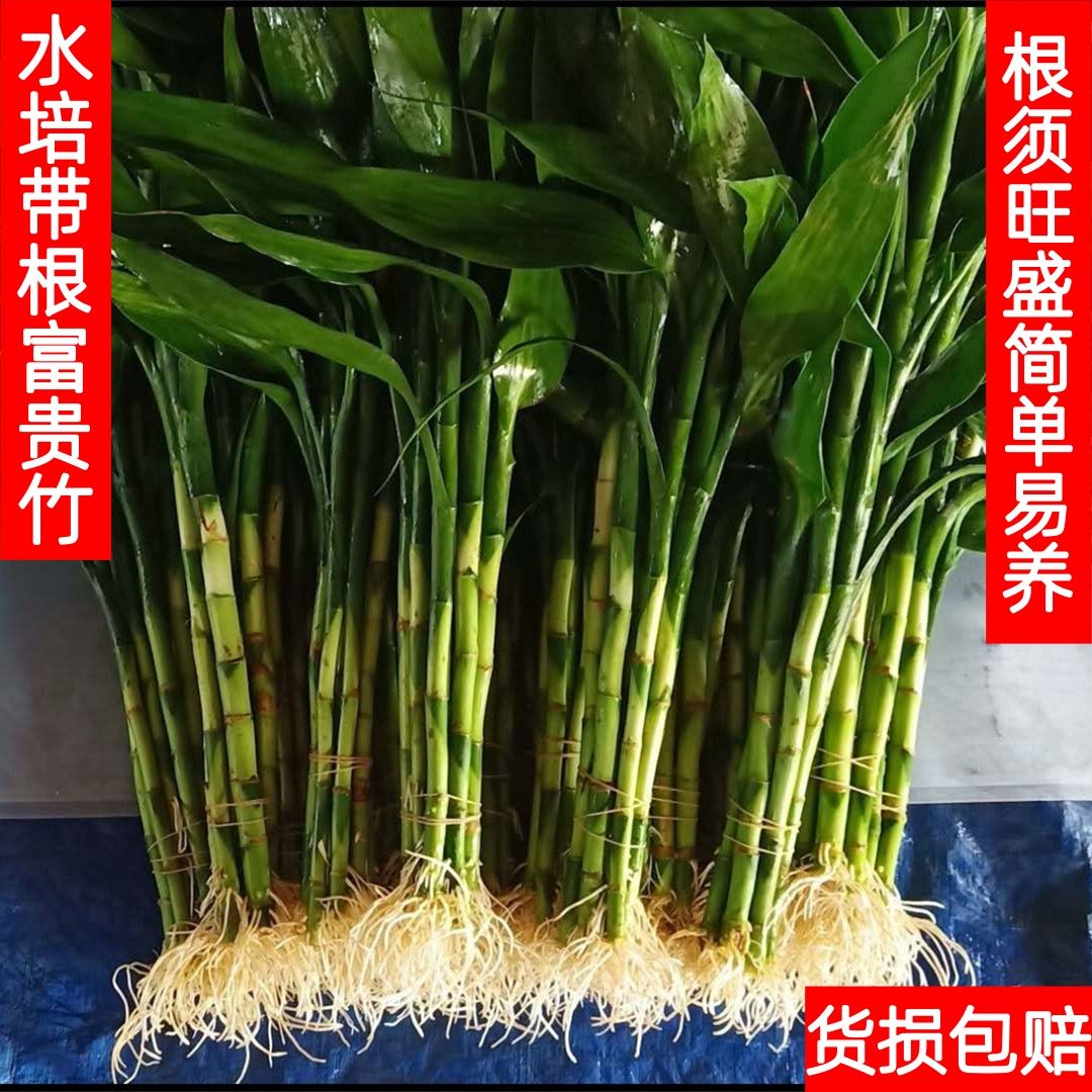 带根富贵竹水培细杆植物绿植盆栽水培绿植