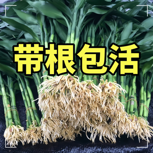 带根富贵竹水培细杆植物绿植盆栽花卉水养净化空气客厅办公室包邮
